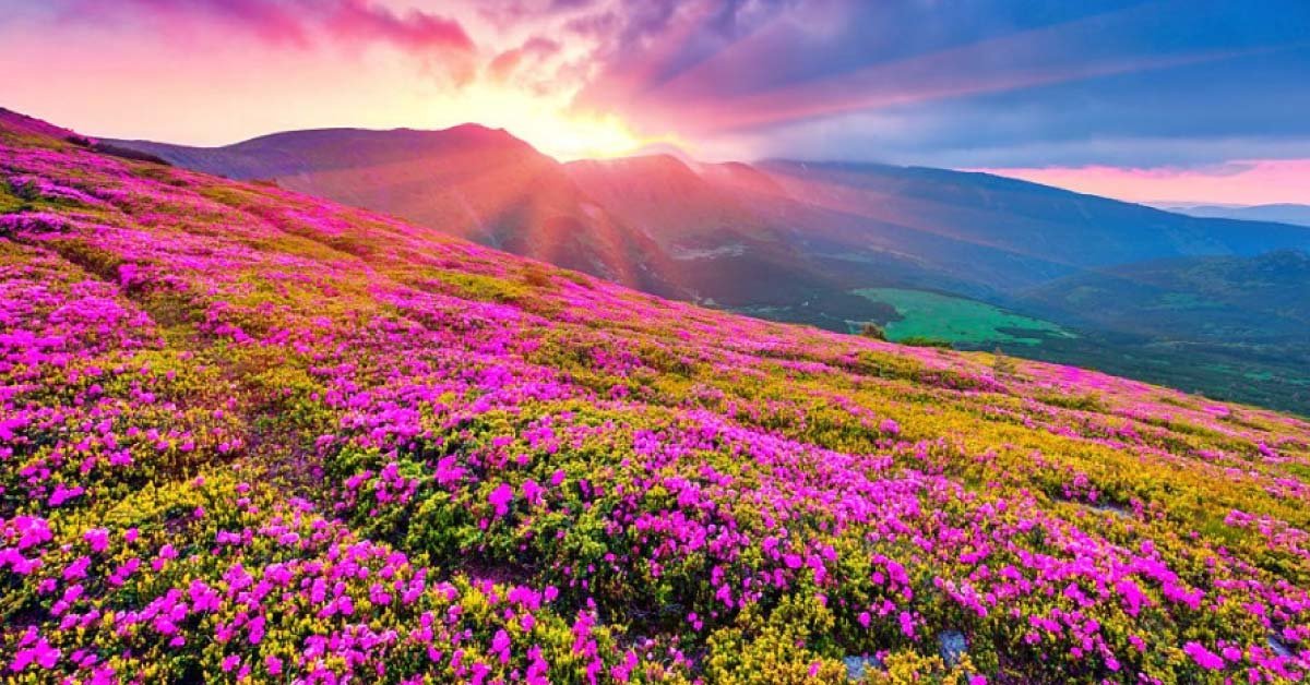 Nandan Kanan (Valley of Flowers ) - THIS ORCHARD WAFTS DIVINE FRAGRANCE